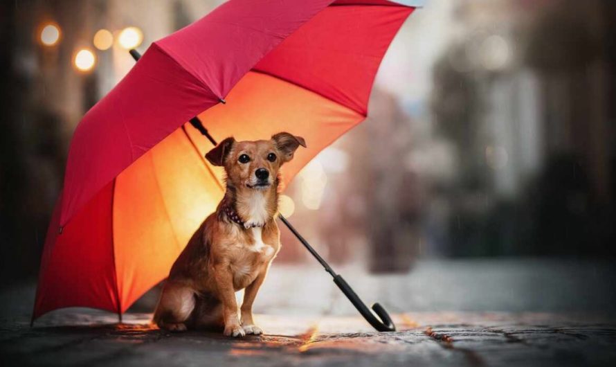 Taking Care of Your Pets During Excessive Dubai Rains